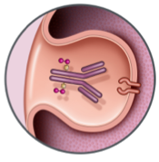 ADC is rapidly internalized into the CD19+ tumor cell