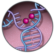 Persists to interrupt tumor cell division