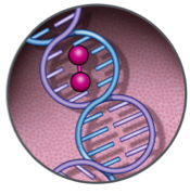 PBD dimer cytotoxin is delivered to cell nucleus