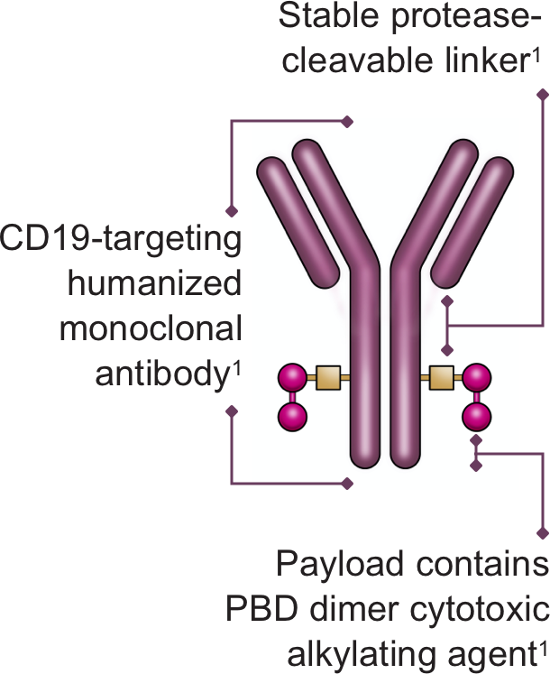 ZYNLONTA® (loncastuximab tesirine) Mechanism of Action
